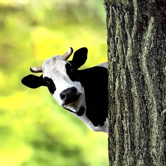🐮Cute Cows Head Shape Silhouette